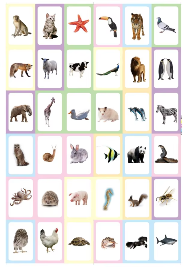 STYLECTRA™ English Animal Flashcards for Kids – Learn & Play